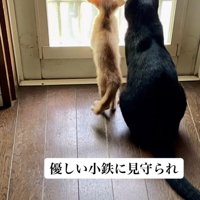 「優しい小鉄に見守られ」のテロップ写真
