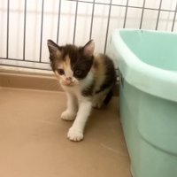 後ずさりする三毛子猫