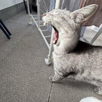 あくびをする猫