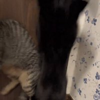 立ち上がる猫