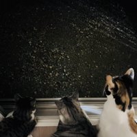 窓の外を見る子猫とサバ白猫と三毛猫