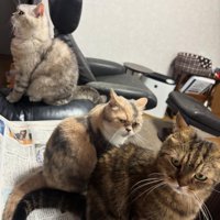 新聞紙の上に乗る猫たち