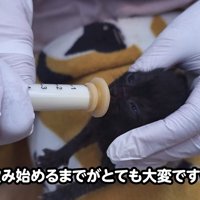ミルクを飲む目が開いた子猫