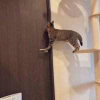後ろ足をキャットタワーに乗せて、前足をドアノブに乗せる猫