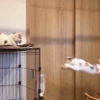 ジャンプする猫