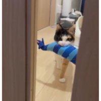 ドアの前にいる猫