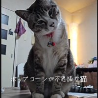不思議そうなねこ