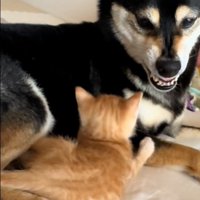 座っている子猫と犬