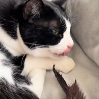 舌を出している猫と尻尾をつかむ飼い主の手