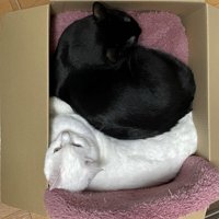 段ボールに入る2匹の猫