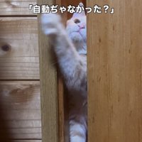 引き戸を開けようとするクリーム茶トラ猫