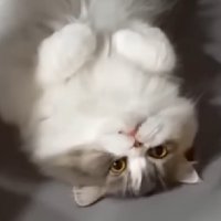 虚無顔の猫