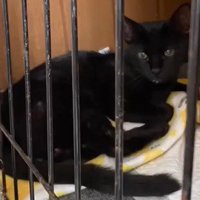 ケージ内に座る猫