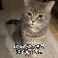 お座りをしている俯き気味の猫