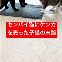 戦いごっこをしている猫と子猫