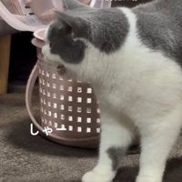 怒っているマンチカンの猫