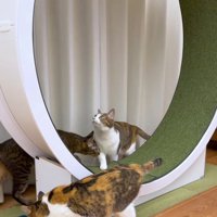 キャットホイールの周りにいる猫