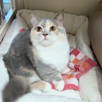 上を向いて考える猫