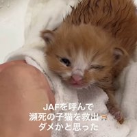 タオルの上に乗る子猫
