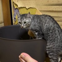 猫用トイレの縁に乗る猫