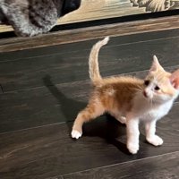 驚いた様子で後ずさりするマザリちゃん