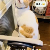椅子の上に座っておやつをねだる保護猫