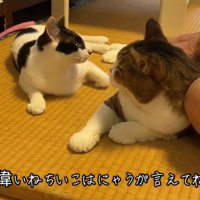 同居猫を見つめる猫