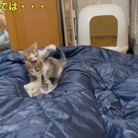 寝ている飼い主の足の間でじゃれる3匹の子猫