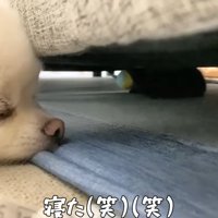 ソファの下の猫と見ている犬