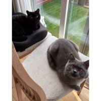 椅子の上の猫