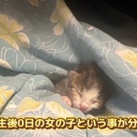 クッションの上にいる子猫