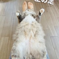 飼い主さんの足の上に仰向けで寝るサイベリアン