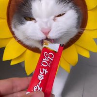 飼い主からおやつを貰うハチワレ猫