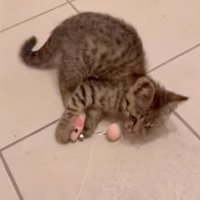 ベッドの近くにいる2匹の柴犬