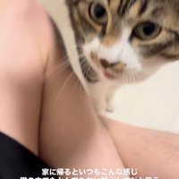 あぐらをかいた人の側で、顔を見上げる猫
