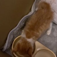 ごはんを食べる子猫