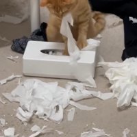 ティッシュ箱からティッシュを引っ張り出している茶トラ猫