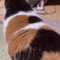 猫の後ろ姿