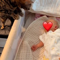ベビーベッドに前足をかけて、赤ちゃんの顔を覗き込む猫