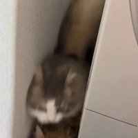 洗濯機の裏に隠れている猫