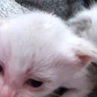 座っている白い子猫