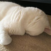 うつ伏せで寝る猫（アップ）