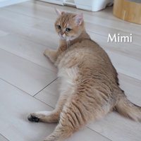 部屋で寝そべってくつろぐミミさん