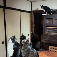 蛾を見る猫たち