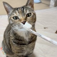 歯ブラシの匂いを嗅ぐ猫