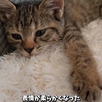 くつろぐ子猫