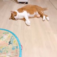 無反応な猫