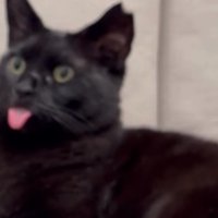 舌を出したまま硬直