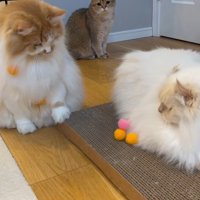 ぽてちくんとおこめちゃん