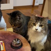 座って待つ2匹の猫